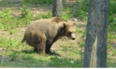 bear.png bear.png