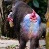 Angry mandrill.jpg