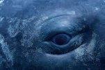 whale eye.jpg