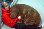 a walrus.jpg