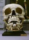 childs skull and deciduous and baby teeth and permanent.jpg