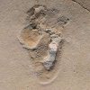 6 million yr old footprints.jpg