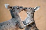 kanga.jpg