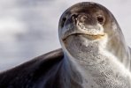 leopard seal.jpg