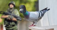 pigeon.jpg