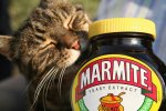 6d3bce0049c79900f454b78ec3783465--marmite-recipes-best-of-british.jpg