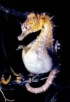 MALE SEA HORSE.jpg MALE SEA HORSE.jpg