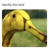 bird.jpg