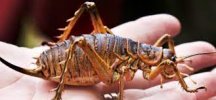 insect 1.jpg