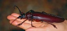 insect 2.jpg