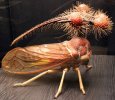 brazillian tree hopper.jpg
