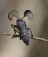 beetle 3.jpg