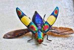 beetle6.jpg