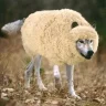 ToughType
